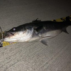 ぼっち釣り やっと釣れたギリスズキくん