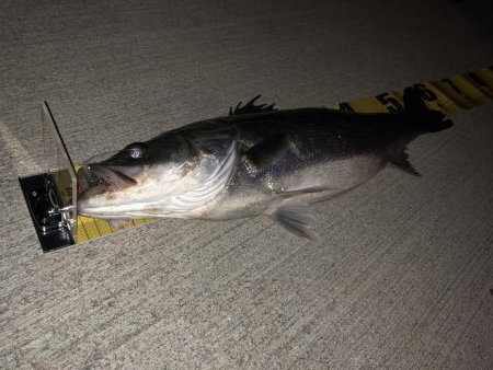 ぼっち釣り やっと釣れたギリスズキくん