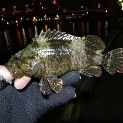 南港フェリーのヘチ釣り（小キビレ今日も釣れました！）