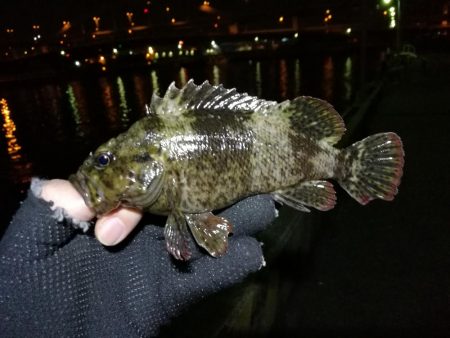 南港フェリーのヘチ釣り（小キビレ今日も釣れました！）