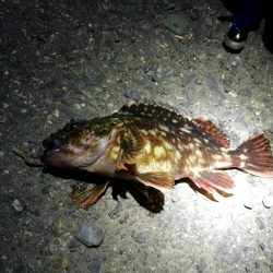 南港カモメ大橋のヘチ釣り（４５ｃｍキビレ他釣果アリ！）