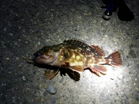 南港カモメ大橋のヘチ釣り（４５ｃｍキビレ他釣果アリ！）