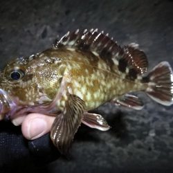 南港フェリーヘチ釣行（小キビレチヌ（29.5ｃｍ）ガシラ7匹釣果）