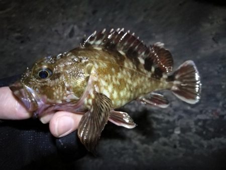 南港フェリーヘチ釣行（小キビレチヌ（29.5ｃｍ）ガシラ7匹釣果）