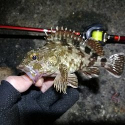 南港フェリーヘチ釣行（キビレ（36cm）ガシラ４匹釣果）