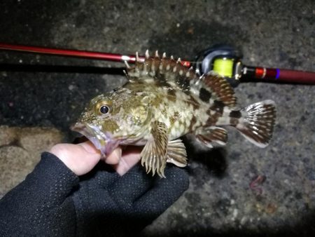 南港フェリーヘチ釣行（キビレ（36cm）ガシラ４匹釣果）