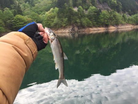 絶滅してなかった！