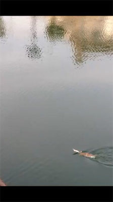 朝まずめだけ釣れた