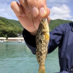 福井県 田島海水浴場でチビガシラとベラ