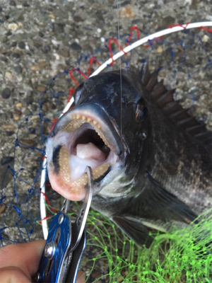 テトラでクロダイ様