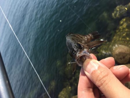 食コン サビキ&穴釣り