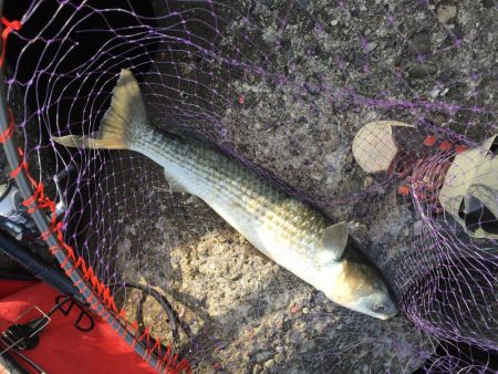 テトラでウキ釣り