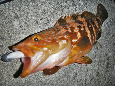 根魚狙い