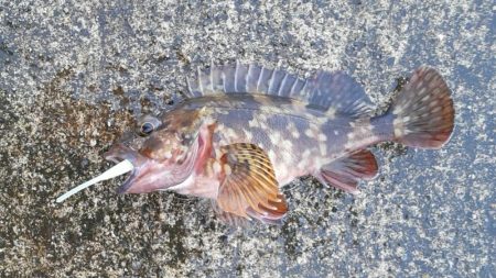 ベッコウゾイが釣れました