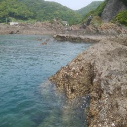 グレ釣り　キス釣り　メバリンク　エギング