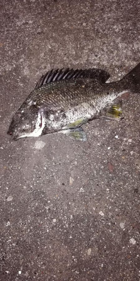 根魚