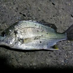 南港フェリーのヘチ釣り（小キビレ今日も釣れました！）