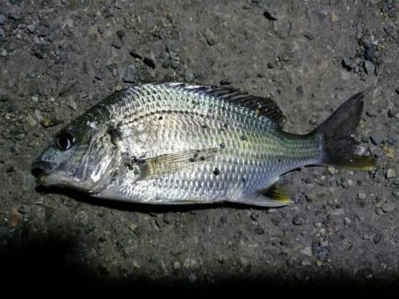 南港フェリーのヘチ釣り（小キビレ今日も釣れました！）