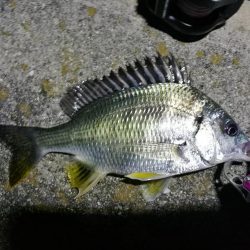 南港フェリーヘチ釣り落とし込み（懲りずに小キビレ釣ってます）