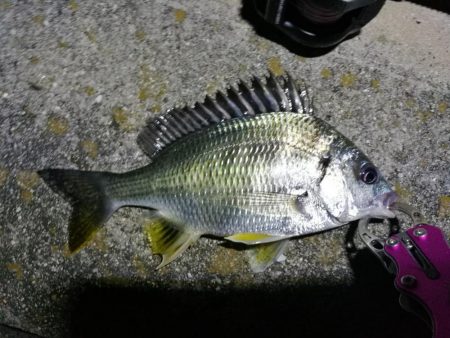 南港フェリーヘチ釣り落とし込み（懲りずに小キビレ釣ってます）