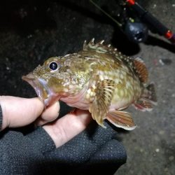 南港フェリーヘチ釣行（キビレ（36cm）ガシラ４匹釣果）