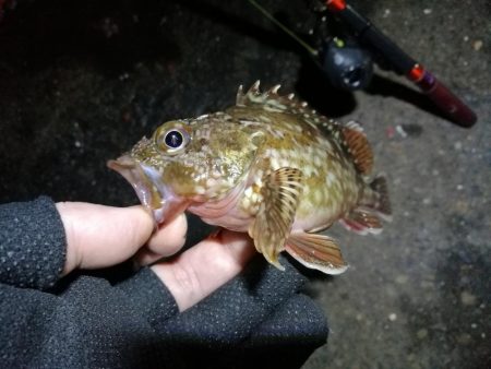 南港フェリーヘチ釣行（キビレ（36cm）ガシラ４匹釣果）