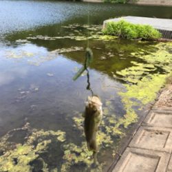 ブルフラットリベンジ！！とおまけの野池！！