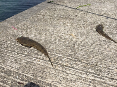 みさき公園裏でキス好調