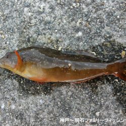 小物爆釣で満足の一日