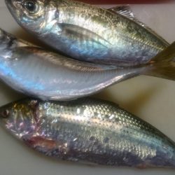 アジ釣り