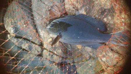 グレ釣り　キス釣り　メバリンク　エギング