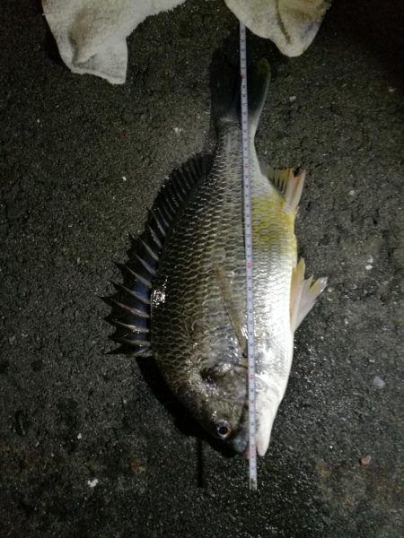 久々のカモメ大橋ヘチ釣り釣行（43ｃｍキビレ他釣果有り！）