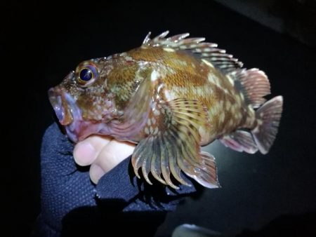 南港カモメ大橋釣行（頭42.5ｃｍキビレチヌ他釣果有り