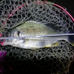 南港フェリーヘチ釣行（キビレ（36cm）ガシラ４匹釣果）