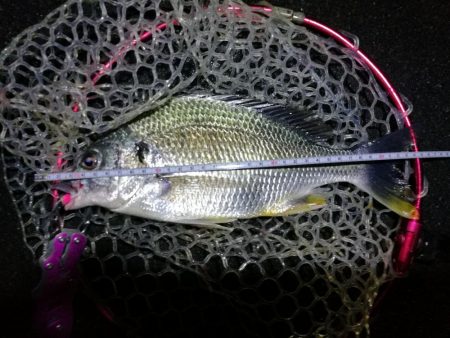 南港フェリーヘチ釣行（キビレ（36cm）ガシラ４匹釣果）