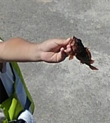 ぶらぶらブラクリ 穴釣り