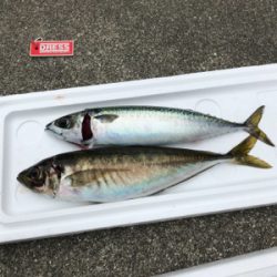 孝洋丸でアジ釣り