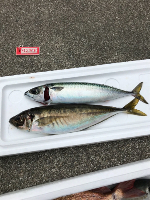 孝洋丸でアジ釣り