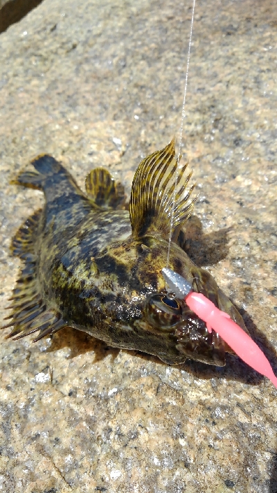 釣りキャンプ