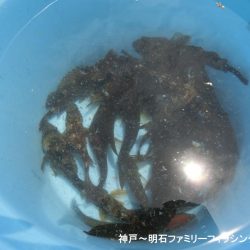 小物爆釣で満足の一日