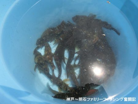 小物爆釣で満足の一日