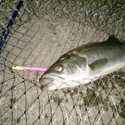 やっとバチ抜けらしい釣り