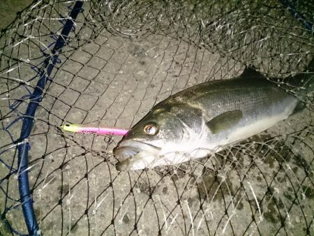 やっとバチ抜けらしい釣り