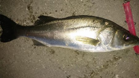 逃した魚は大きいぞ