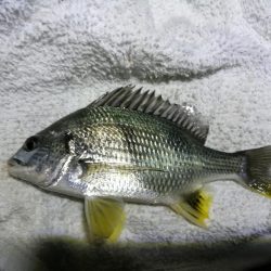 南港フェリーのヘチ釣り（小キビレ今日も釣れました！）