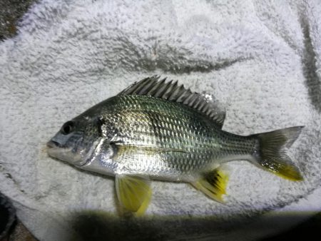 南港フェリーのヘチ釣り（小キビレ今日も釣れました！）