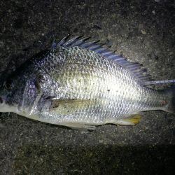 南港カモメ大橋のヘチ釣り（４５ｃｍキビレ他釣果アリ！）