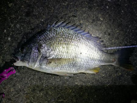 南港カモメ大橋のヘチ釣り（４５ｃｍキビレ他釣果アリ！）