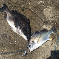 テトラでヘチ釣り