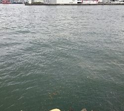 雨の中なんとかシーバス